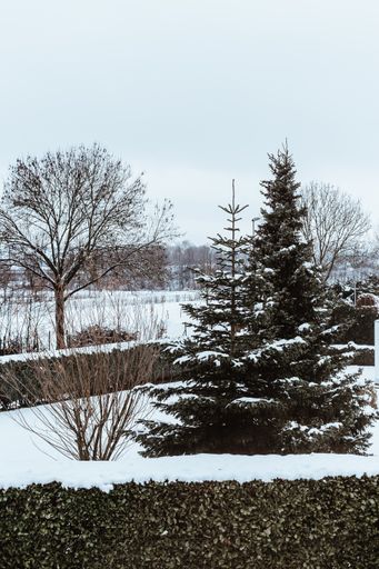 A vertical shot of trees and bushes covered in the snow in a park under a cloudy sky