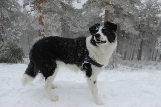 A closeup shot of black and white central Asian shepherd dog  standing on snow in wint