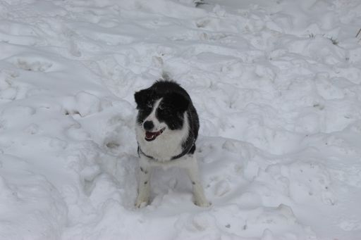 A high angle shot black and white central Asian shepherd dog  standing on snow in winter