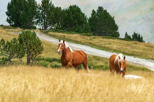 Selective Focus - Herd of wild horses, mares and foals in the Andorran Pyrenees highlands walking in the fog. Walking, running, eating, relaxing.