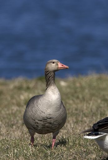 A vertical closeup shot of a goose on a beach with a blurred background