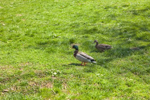 A high angle shot of two cute ducks walking on the grassy field