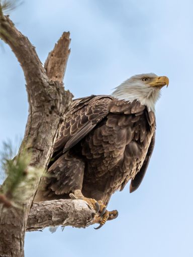 A vertical low angle shot of a bald eagle perched on a branch