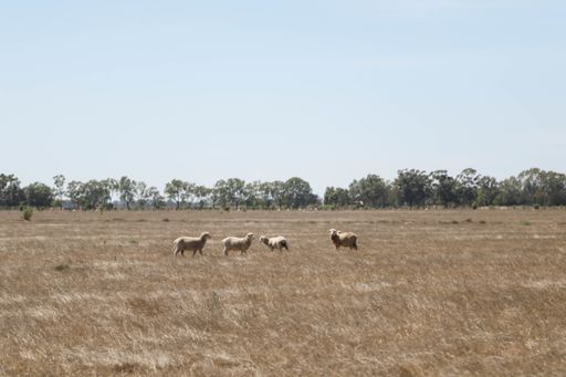 A closeup shot of sheep walking in the field under a blue sky