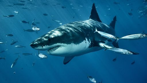 A closeup of a shark swimming alongside other fish in the ocean