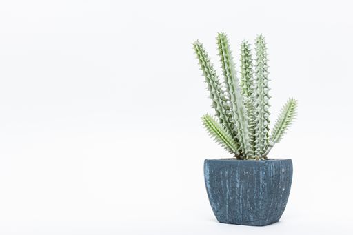 A closeup shot of a cactus plant in a blue flowerpot isolated on a white background