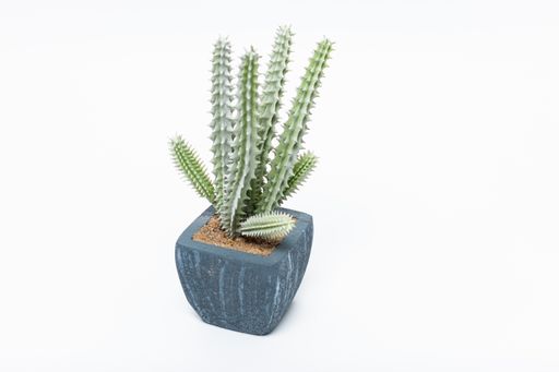A closeup shot of a cactus plant in a blue flowerpot isolated on a white background