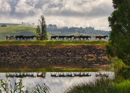 A beautiful shot of horses walking on the grassy hill in the distance in Drakensberg Sun Resort
