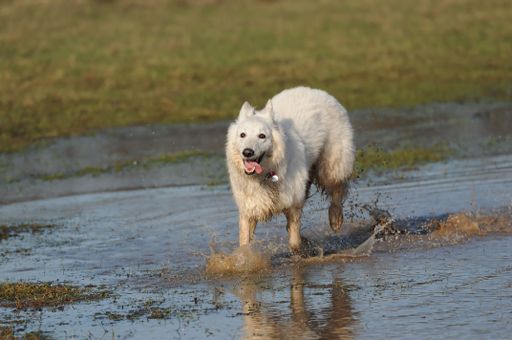A closeup of a happy white Swiss shepherd dog running through a puddle with its tongue hanging out