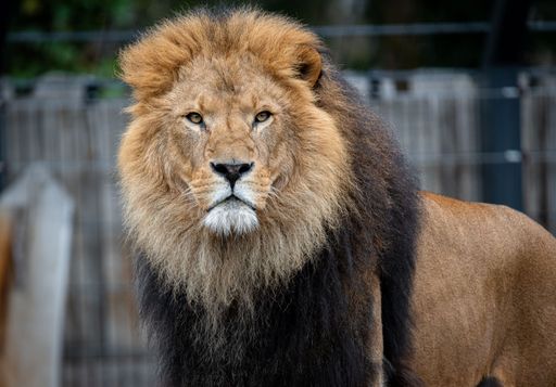 A majestic lion with a black mane and full fur is pictured standing in a lush green grassy area near a wooden fence