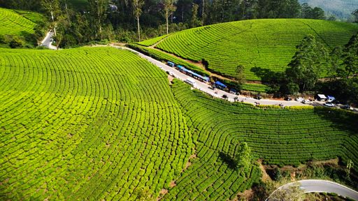 An aerial view of a lush green tea plantation in Munnar, India