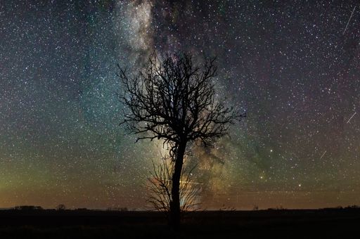 A breathtaking view of the silhouette of a huge tree with a colorful and starry sky in the background