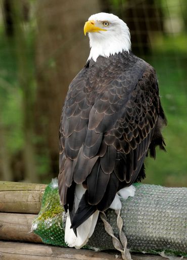 A vertical closeup shot of a Southern Bald Eagle perched on a cloth on wooden sticks