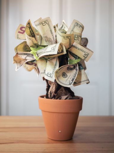 A vertical shot of a money plant in a pot, placed on a table
