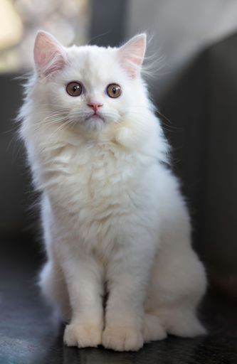 A vertical shot of an adorable white cat with light brown eyes
