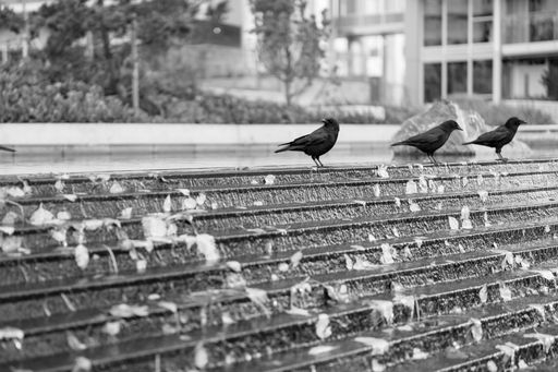 A black and white image of a flock of birds perched on an open-air staircase