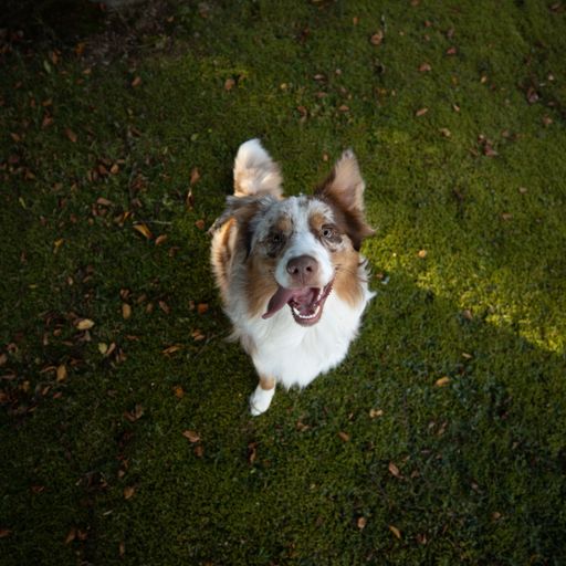 An adorable brown and white spotted dog on a lush grass field looking up at the camera