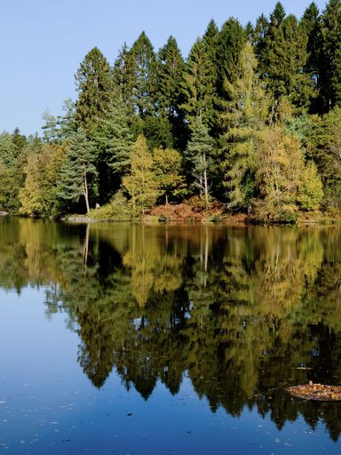 A vertical shot of the dense trees of the forest reflected in the waters of a calm lake on a sunny day