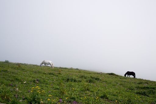 A beautiful shot of horses grazing in the meadow with fog hanging over it in Russia