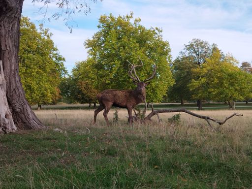 An elk with big antler wandering in the field and looking at the camera