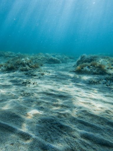 A vertical shot of natural sunlight ove underwater plants