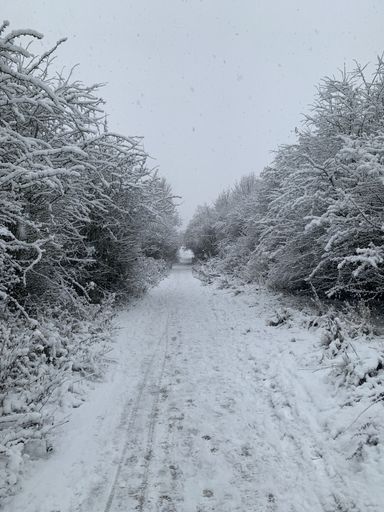 A vertical shot of a path surrounded by snow-covered trees under a cloudy sky