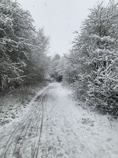 A vertical shot of a path surrounded by snow-covered trees under a cloudy sky