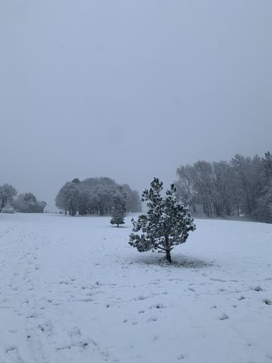 A vertical shot of beautiful snow-covered trees under a cloudy sky