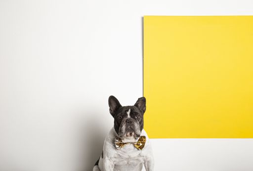 An elegant French bulldog sitting next to a yellow banner and space for the text behind him