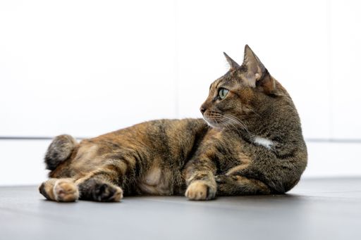 An adorable grey and white tabby cat is lying on the ground, its head turned towards the window, as it looks out into the world beyond