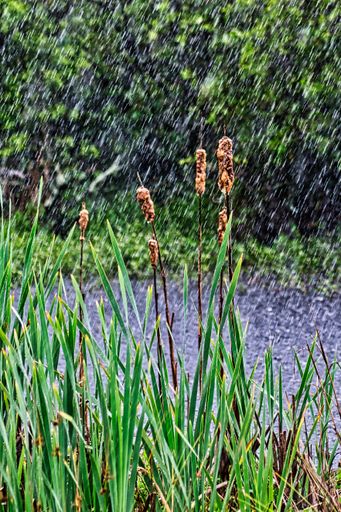 A vertical shot of wild reeds on the shore of a river under rainfall