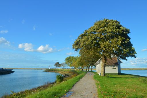 A beautiful shot of an isolated tree in a green field surrounded by water under a blue sky