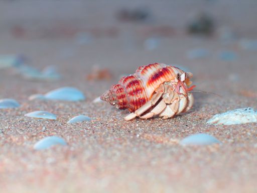 The original backpacker on a beach
