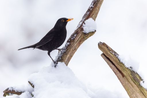 A common blackbird (Turdus merula) perched on the branch with melting snow