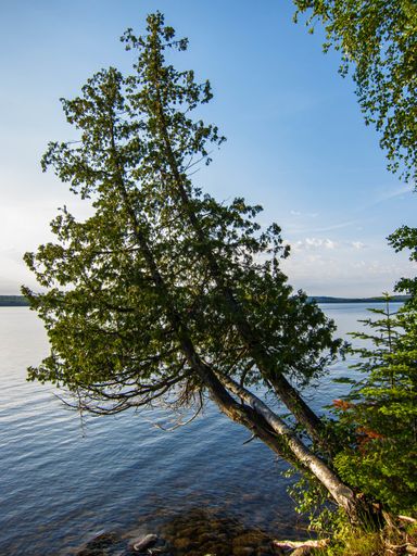 Tree leaning out over Lake Superior at Sleeping Giant Provincial Park, Ontario, Canada