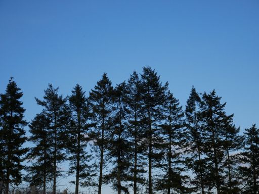 Tall green spruce trees against the blue sky - perfect for background