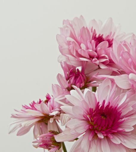 A closeup of blooming pink chrysanthemum flowers on white background