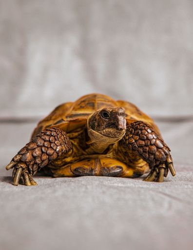 A vertical shot of a turtle (Testudines) with a yellow horny shell, isolated on a white surface