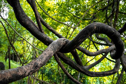 An old jungle twisted tree vine in Western Ghats, Maharashtra, India