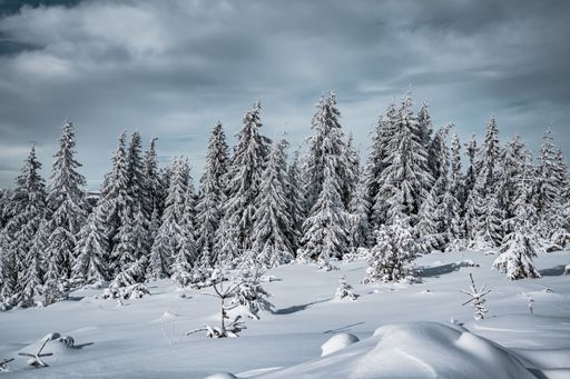 A scenic winter landscape featuring a forest of evergreen trees blanketed in freshly fallen snow.