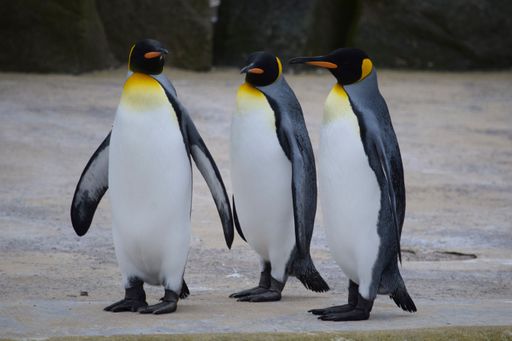 A closeup shot of three King penguins, with yellow-orange plumage at the top of the chest, standing on a concrete ground in the Zoo