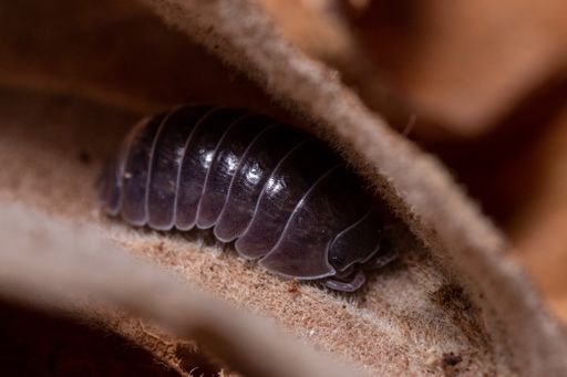 A macro shot of Roly-poly (Armadillidium Vulgare) terrestrial isopod on a leaf