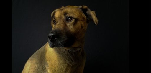 A closeup shot of a brown-furred domestic dog, with a sparkle in his eyes, illuminated by light in the dark room