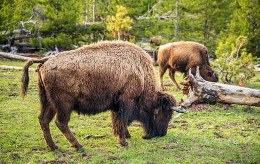 Two plains bison grazing on green grass in woods on a sunny day