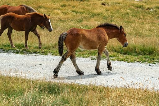 Selective Focus - Young foal of a herd of wild horses in the Andorran Pyrenees enjoying the wildlife. Walking, running, eating, relaxing.