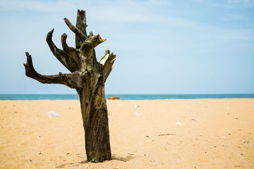A dead tree trunk at a white sand beach