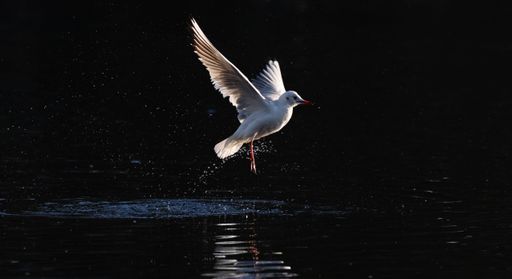 A beautiful shot of a white seagull flying above the water