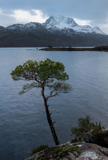 A vertical shot of a pine tree on the shore of a lake surrounded by snowy mountains