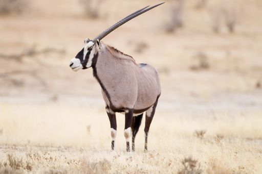 A beautiful shot of a gemsbok standing on the bush field with a blurred background