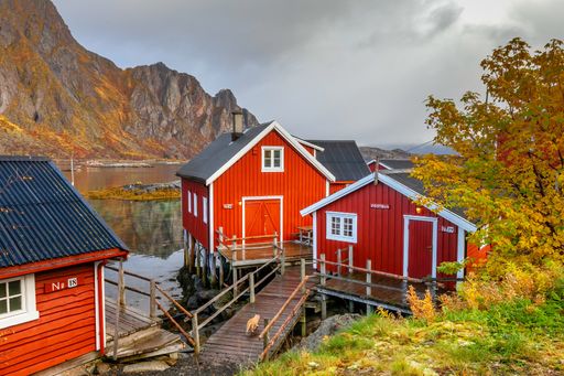 A cat in front of three traditional fishermen's houses in Lofoten islands (Norway).